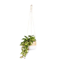 Hoya Carnosa Tricolor - Wax Plant -Outlet The Ever Sprout Store Hoya carnosa Tricolor Wax Plant 14x25cm Bamboo Hanging Plant Pot White 16x16cm