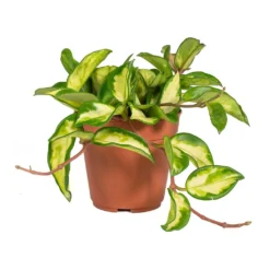 Hoya Carnosa Tricolor - Wax Plant -Outlet The Ever Sprout Store Hoya carnosa Tricolor Wax Plant Small