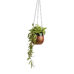 Mya Hanging Planter - Shiny Mocha -Outlet The Ever Sprout Store Hoya wayetii Tricolor Wax Plant 14x30cm Mya Hanging Planter Shiny Mocha 18x16cm