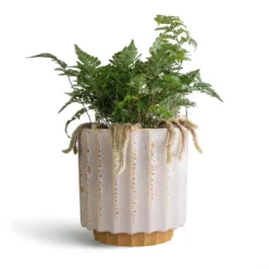 Humata Tyermannii - White Rabbit's Foot Fern 13 Humata Tyermannii - White Rabbit's Foot Fern -Outlet The Ever Sprout Store Humata tyermannii White Rabbit s Foot Fern 12x20cm Lugano Scalloped Plant Pot Mustard 16x16cm
