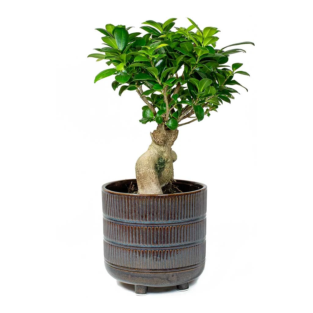 Ficus Ginseng - Indian Laurel 16 Ficus Ginseng - Indian Laurel - Image 16