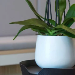 Kevan Essentials Plant Pot - Matt White -Outlet The Ever Sprout Store Kevan Plant Pot Matt White Close Up