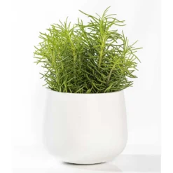 Kevan Essentials Plant Pot - Matt White -Outlet The Ever Sprout Store Kevan Plant Pot Matt White Houseplant