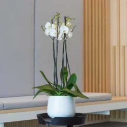 Kevan Essentials Plant Pot - Matt White -Outlet The Ever Sprout Store Kevan Plant Pot Matt White Orchid