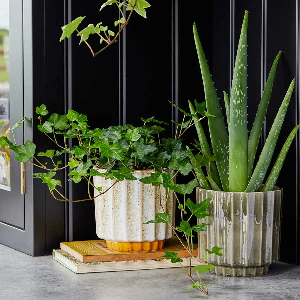 Lugano Scalloped Plant Pot - Green 8 Lugano Scalloped Plant Pot - Green - Image 8