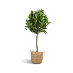 Laurus Nobilis - Bay Tree -Outlet The Ever Sprout Store Laurus Nobilis Bay Tree 25x130cm Nelis Plant Basket Natural 28x27cm ad0709c6 9647 4ddb a109 2077ca228b1e