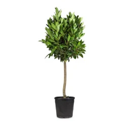 Laurus Nobilis - Bay Tree -Outlet The Ever Sprout Store Laurus nobilis Bay Tree 25x130cm 2