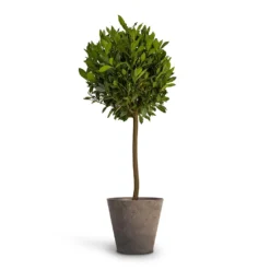 Laurus Nobilis - Bay Tree -Outlet The Ever Sprout Store Laurus nobilis Bay Tree 25x130cm Claire Artstone Plant Pot Grey 32x29cm