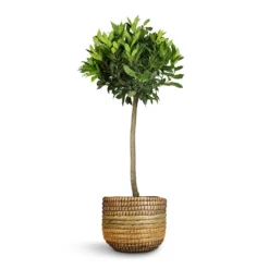 Laurus Nobilis - Bay Tree -Outlet The Ever Sprout Store Laurus nobilis Bay Tree 25x130cm Jane Plant Baskets Set5 Jungle