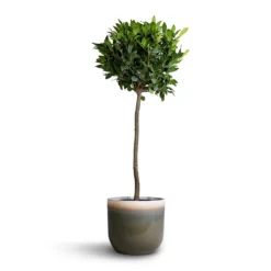 Laurus Nobilis - Bay Tree -Outlet The Ever Sprout Store Laurus nobilis Bay Tree 25x130cm Tarra Plant Pot Forest 29x25cm