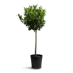 Laurus Nobilis - Bay Tree -Outlet The Ever Sprout Store Laurus nobilis Bay Tree 25x130cm b83f2498 0028 4b71 96b3 27282ef7ecba