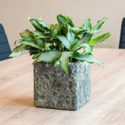 Lava Cube Relic Planter - Jade 18 Lava Cube Relic Planter - Jade -Outlet The Ever Sprout Store Lava Cube Relic Planter Jade Houseplants