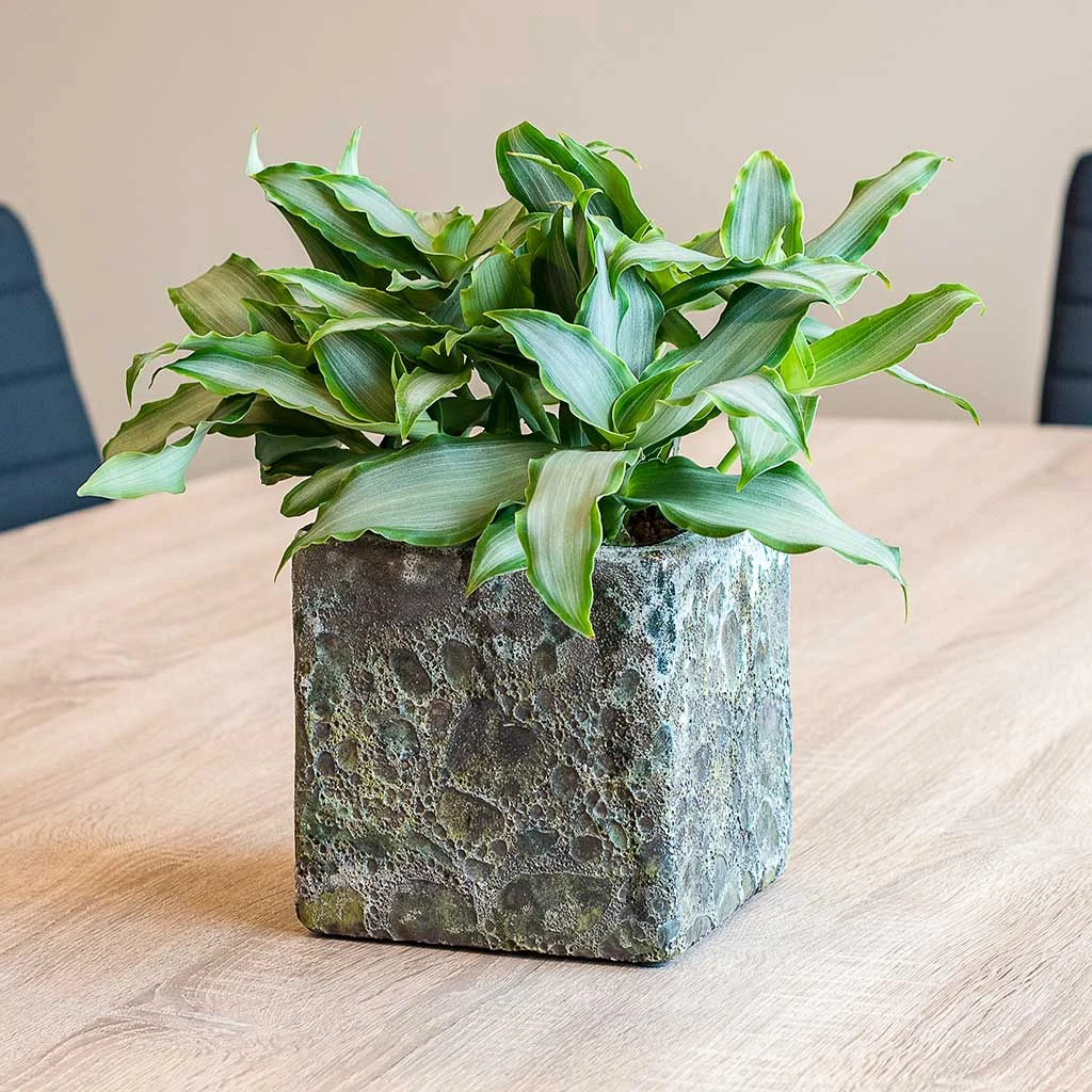 Lava Cube Relic Planter - Jade 5 Lava Cube Relic Planter - Jade - Image 5