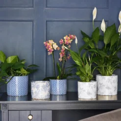 Lazzaro Plant Pot - Vintage Bird -Outlet The Ever Sprout Store Lazzaro Plant Pot Vintage Bird 15 x 13cm