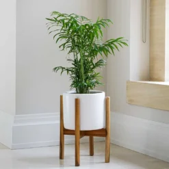 Anzio Plant Pot With Wooden Stand - Stone White 8 Anzio Plant Pot With Wooden Stand - Stone White -Outlet The Ever Sprout Store Lifestyle Anzio Plant Pot with Wooden Stand Stone White 24x24cm