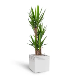 Line-Up Cube Planter - Matt White -Outlet The Ever Sprout Store Line Up Cube Planter Matt White Yucca