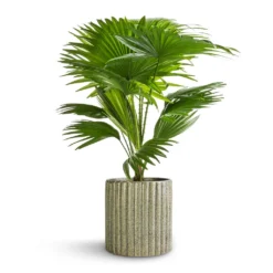 Livistona Rotundifolia - Footstool Palm -Outlet The Ever Sprout Store Livistona rotundifolia Footstool Palm 14x50cm Azalea Ribbed Plant Pot Speckled Green Stone 15x15cm e546cc87 ce4e 449d 8335 d8403ca21702