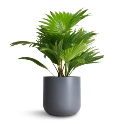 Livistona Rotundifolia - Footstool Palm -Outlet The Ever Sprout Store Livistona rotundifolia Footstool Palm 14x60cm Lisbon Plant Pot Charcoal 19x19cm