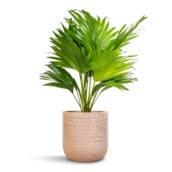 Livistona Rotundifolia - Footstool Palm -Outlet The Ever Sprout Store Livistona rotundifolia Footstool Palm 14x60cm Ocean Glaze Plant Pot Morganite 18x18cm 24168e43 d1a0 4b92 8786 b8367b201aa3