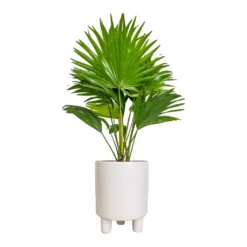 Livistona Rotundifolia - Footstool Palm -Outlet The Ever Sprout Store Livistona rotundifolia Footstool Palm 14x60cm Pisa Plant Pot White 16x19cm 1c2b47e5 e452 46ac b47e a8f99967a876
