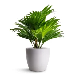 Livistona Rotundifolia - Footstool Palm -Outlet The Ever Sprout Store Livistona rotundifolia Footstool Palm 14x60cm Sven Plant Pot White 18x16cm