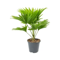 Livistona Rotundifolia - Footstool Palm -Outlet The Ever Sprout Store Livistona rotundifolia Footstool Palm
