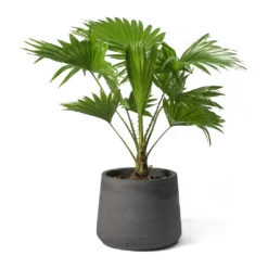 Livistona Rotundifolia - Footstool Palm -Outlet The Ever Sprout Store Livistona rotundifolia Footstool Palm Patt Plant Pot