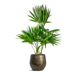 Livistona Rotundifolia - Footstool Palm -Outlet The Ever Sprout Store Livistona rotundifolia Footstool Palm Ryan Plant Pot Shiny Gold