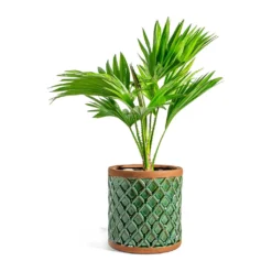 Livistona Rotundifolia - Footstool Palm -Outlet The Ever Sprout Store Livistona rotundifolia Footstool Palm liam turquoise plant pot