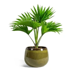 Livistona Rotundifolia - Footstool Palm -Outlet The Ever Sprout Store Livistona rotundifolia Footstool Palm odile moss plant pot 19cm 2c40fc1b 22cc 4cfc bd3b 53201d6f2256