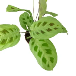 Maranta Leuconeura Var. Kerchoveana - Rabbit's Foot 13 Maranta Leuconeura Var. Kerchoveana - Rabbit's Foot -Outlet The Ever Sprout Store Maranta leuconeura kerchoveana Rabbits Foot Leaves