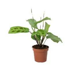 Maranta Leuconeura Var. Kerchoveana - Rabbit's Foot 15 Maranta Leuconeura Var. Kerchoveana - Rabbit's Foot -Outlet The Ever Sprout Store Maranta leuconeura kerchoveana Rabbits Foot b4f618a5 70e4 470d b43c 1bbb1ffb211d