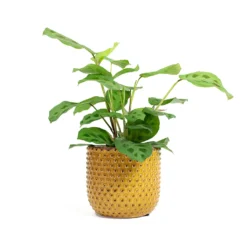 Maranta Leuconeura Var. Kerchoveana - Rabbit's Foot 14 Maranta Leuconeura Var. Kerchoveana - Rabbit's Foot -Outlet The Ever Sprout Store Maranta leuconeura var kerchoveana Rabbits Foot Bolino Plant Pot Yellow 53c2e5d8 b95c 435b a0f2 48a1408d4639