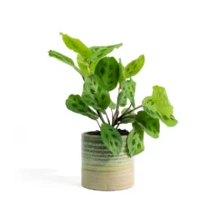 Maranta Leuconeura Var. Kerchoveana - Rabbit's Foot 16 Maranta Leuconeura Var. Kerchoveana - Rabbit's Foot -Outlet The Ever Sprout Store Maranta leuconeura var kerchoveana Rabbits Foot Nikkie Plant Pot Ice Green d27420d7 a233 48cf b822 19ea5f0da6db