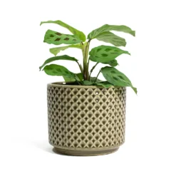 Maranta Leuconeura Var. Kerchoveana - Rabbit's Foot 12 Maranta Leuconeura Var. Kerchoveana - Rabbit's Foot -Outlet The Ever Sprout Store Maranta leuconeura var kerchoveana Rabbits Foot Thies Plant Pot Olive Green d5b027c8 0fc2 43df 8322 8877e218b24e