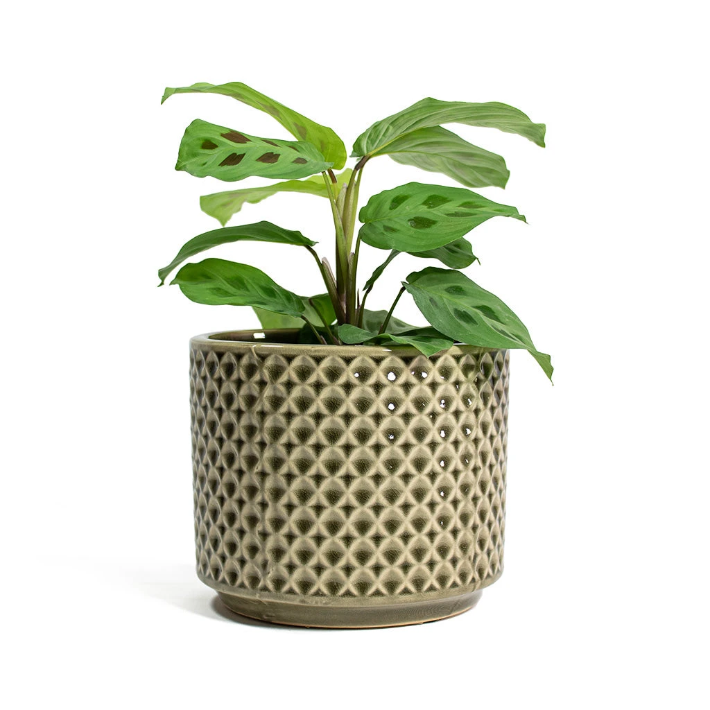 Maranta Leuconeura Var. Kerchoveana - Rabbit's Foot 4 Maranta Leuconeura Var. Kerchoveana - Rabbit's Foot - Image 4