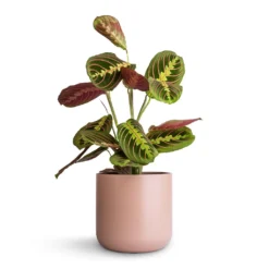Maranta Leuconeura Var. Erythroneura - Herringbone Plant 14 Maranta Leuconeura Var. Erythroneura - Herringbone Plant -Outlet The Ever Sprout Store Maranta leuconeura var. erythroneura Herringbone Plant 12x35cm Lisbon Plant Pot Pink Clay 15x15cm