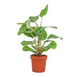 Maranta Leuconeura Var. Kerchoveana - Rabbit's Foot 11 Maranta Leuconeura Var. Kerchoveana - Rabbit's Foot -Outlet The Ever Sprout Store Maranta leuconeura var. kerchoveana Rabbit s Foot 12x25cm 8924a100 4d4f 49e1 9eb2 1d7e7727da01