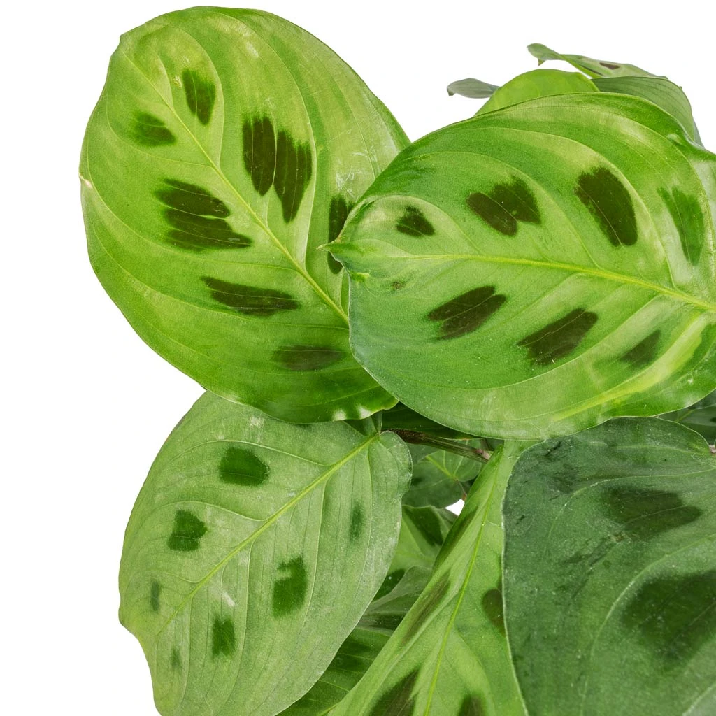 Maranta Leuconeura Var. Kerchoveana - Rabbit's Foot 2 Maranta Leuconeura Var. Kerchoveana - Rabbit's Foot - Image 2