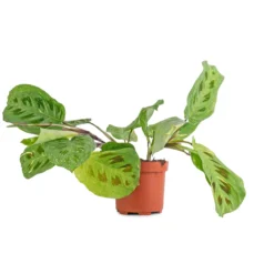 Maranta Leuconeura Var. Kerchoveana - Variegated Rabbit's Foot -Outlet The Ever Sprout Store Maranta leuconeura var. kerchoveana Variegata Rabbit s Foot