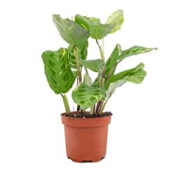 Maranta Leuconeura Var. Kerchoveana - Variegated Rabbit's Foot -Outlet The Ever Sprout Store Maranta leuconeura var. kerchoveana Variegata Rabbit s Foot 5573