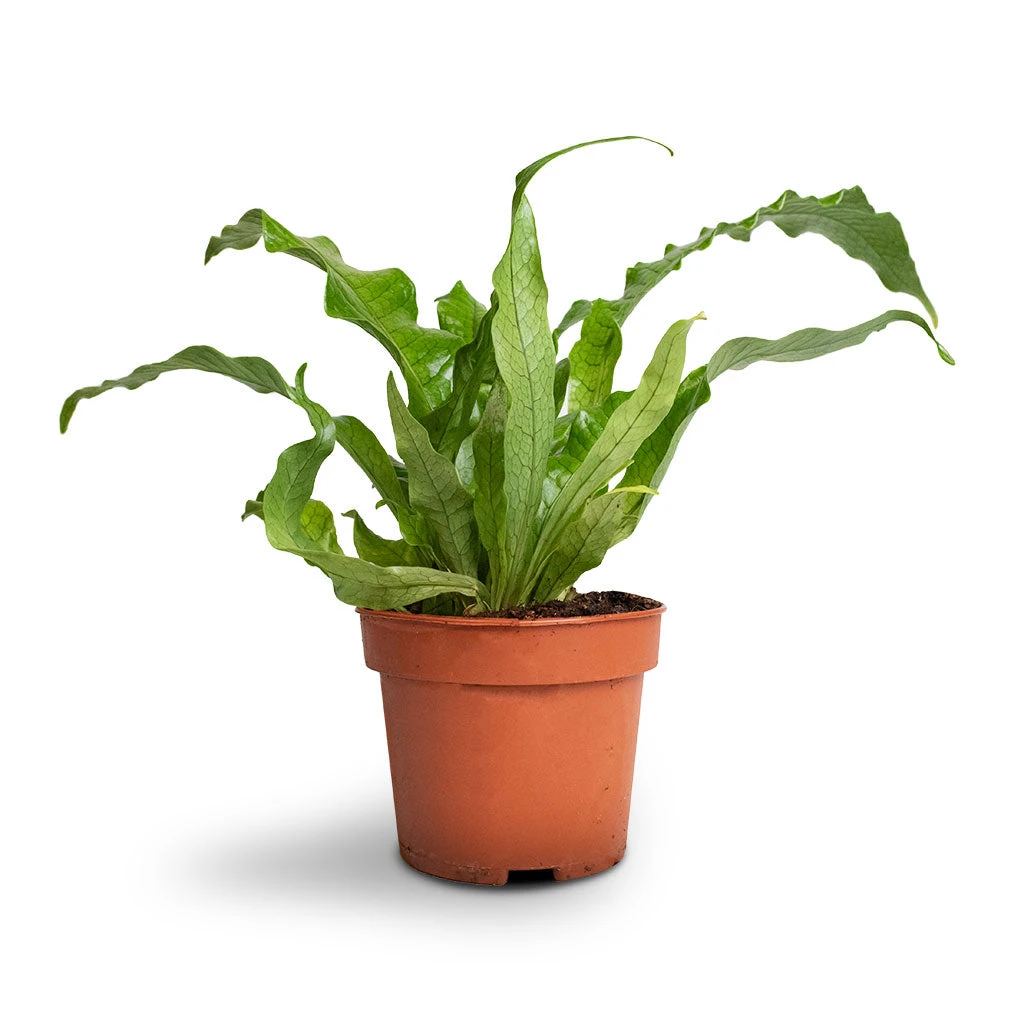 Microsorum Musifolium Crocodyllus - Crocodile Fern 4 Microsorum Musifolium Crocodyllus - Crocodile Fern - Image 4