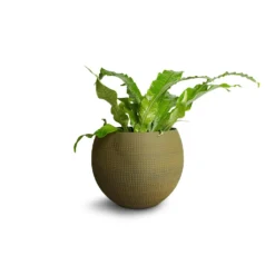 Microsorum Musifolium Crocodyllus - Crocodile Fern 11 Microsorum Musifolium Crocodyllus - Crocodile Fern -Outlet The Ever Sprout Store Microsorum musifolium Crocodyllus Crocodile Fern 12x25cm Dex Plant Pot Forrest