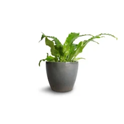 Microsorum Musifolium Crocodyllus - Crocodile Fern 9 Microsorum Musifolium Crocodyllus - Crocodile Fern -Outlet The Ever Sprout Store Microsorum musifolium Crocodyllus Crocodile Fern 12x25cm Sven Plant Pot Smoke