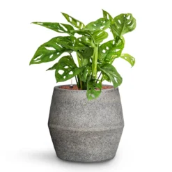 Monstera Adansonii - Philodendron Monkey Mask - HydroCare -Outlet The Ever Sprout Store Monstera adansonii Philodendron Monkey Mask HydroCare Cement Stone Harley Plant Pot Granite Grey