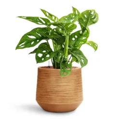 Monstera Adansonii - Philodendron Monkey Mask - HydroCare -Outlet The Ever Sprout Store Monstera adansonii Philodendron Monkey Mask HydroCare Dune Darcy Planter Almond