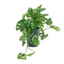 Monstera Adansonii - Philodendron Monkey Mask - HydroCare