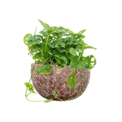Monstera Adansonii - Philodendron Monkey Mask - HydroCare -Outlet The Ever Sprout Store Monstera adansonii Philodendron Monkey Mask Hydroculture Lava Bowl Relic Planter Pink