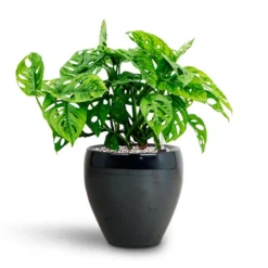 Monstera Adansonii - Philodendron Monkey Mask - HydroCare -Outlet The Ever Sprout Store Monstera adansonii Philodendron Monkey Mask HydrocultureAmora Plant Pot Anthracite Mirror 89da66ab a2a9 47e0 911e c2870c86c44f