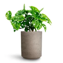 Monstera Adansonii - Philodendron Monkey Mask - HydroCare -Outlet The Ever Sprout Store Monstera adansonii Philodendron Monkey Mask HydrocultureSuzi Plant Pot Grey Washed b3ebce18 4204 48da b7f8 99baadc4318f